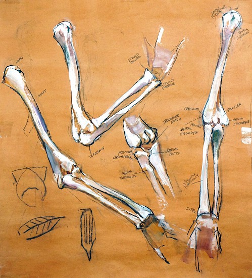 Peter Cox, Upper & Lower Arm Bones
2017, Pastel and charcoal on paper