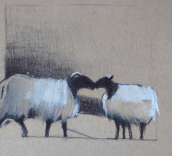 gal 0195 irish sheep study#2