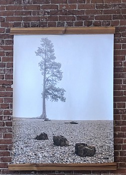 mcjr 0001 beach tree