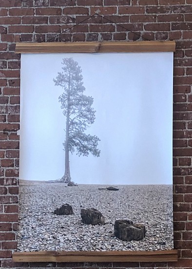 JR McCurdie, Beach Tree
2019, photography on canvas