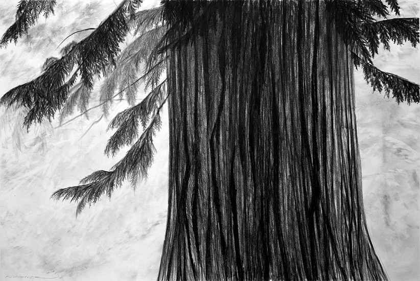 Doug Fluckiger, Pater Cedrus
graphite on paper