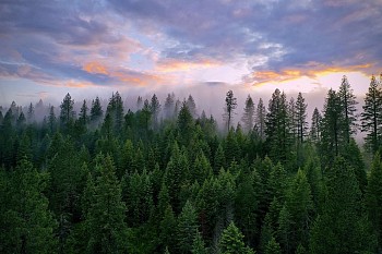 dan smith foggy forest