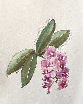 mac 0032 watercolor isolation series may