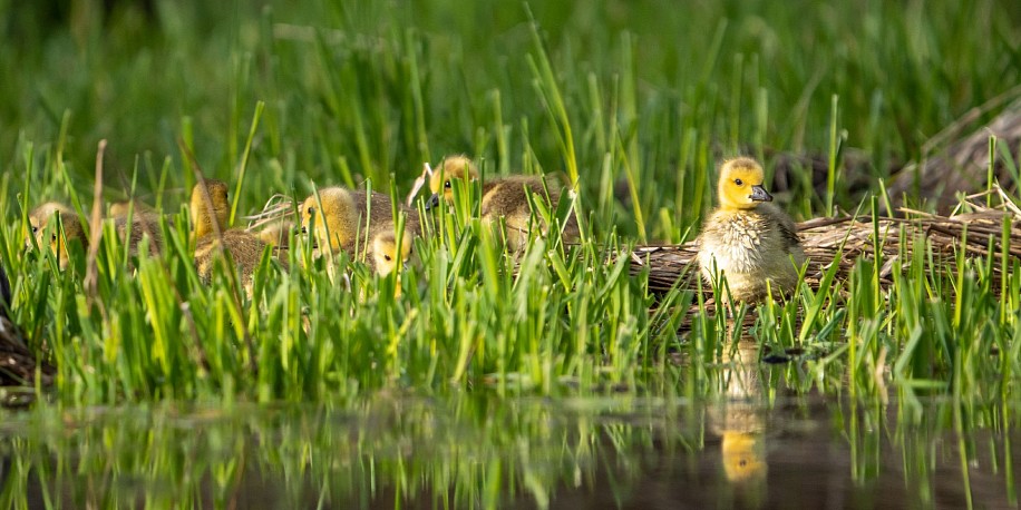 Dan Smith, Spring Bird Collection - 2022 - Medium
2022, photography