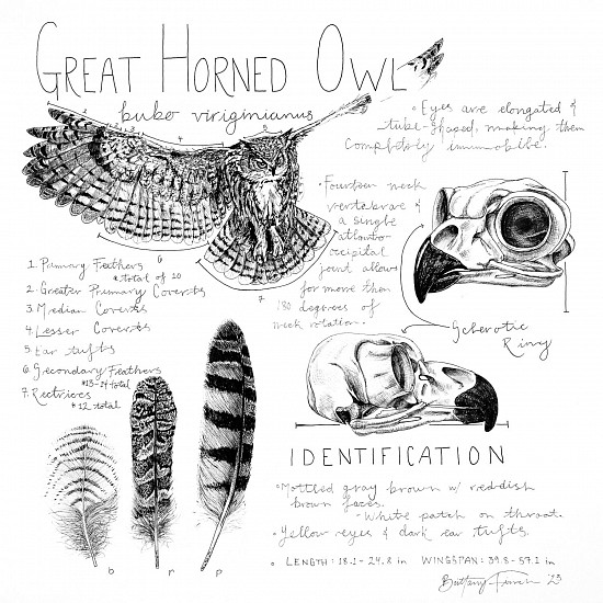 Brittany Finch, Great Horned Owl Field Journal
2023, ink on paper
