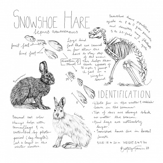 Brittany Finch, Snowshoed Hare Field Journal
2023, ink on paper