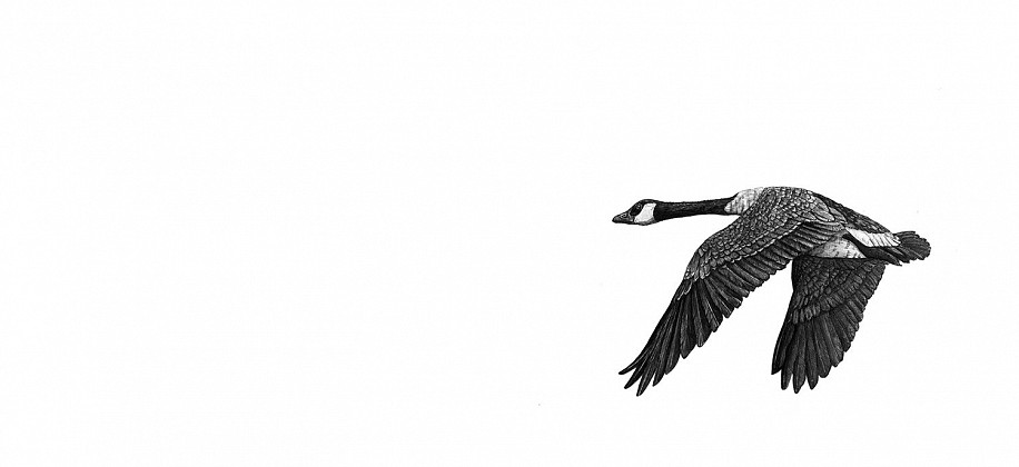 Brittany Finch, Canada Goose
2023, ink on paper