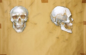 cox 0083 bone structure of the skull