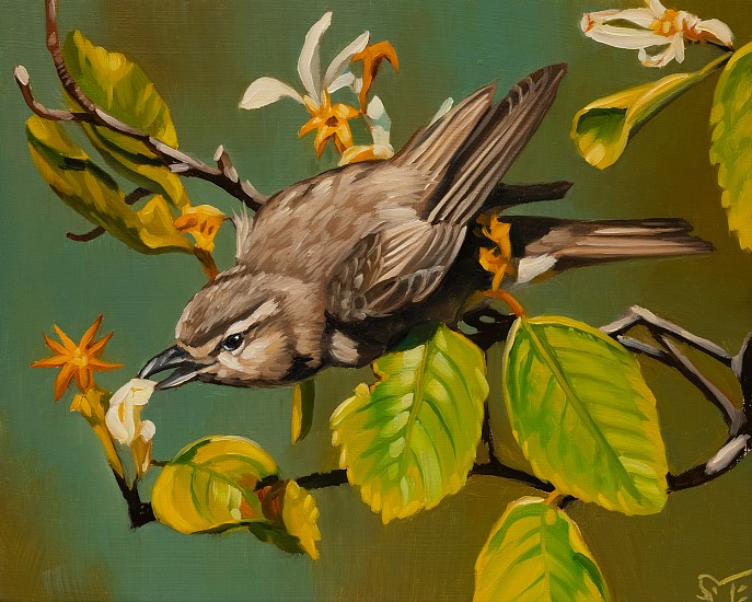 Sheila Evans, Warbling Vireo
2022, oil