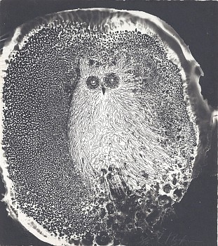 boy 0058 white earred owl