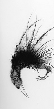 boy 0152 e walla walla crow