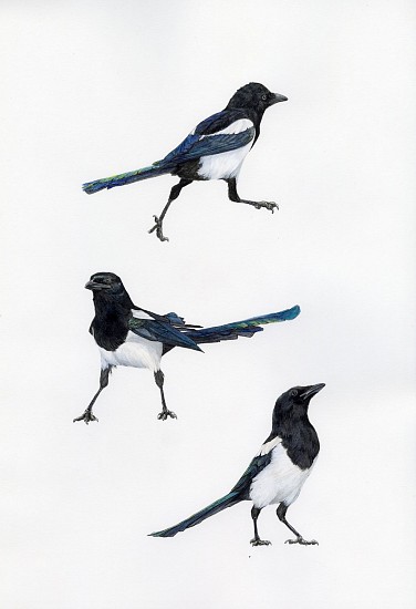 Brittany Finch, Magpie Trio
2025, watercolor