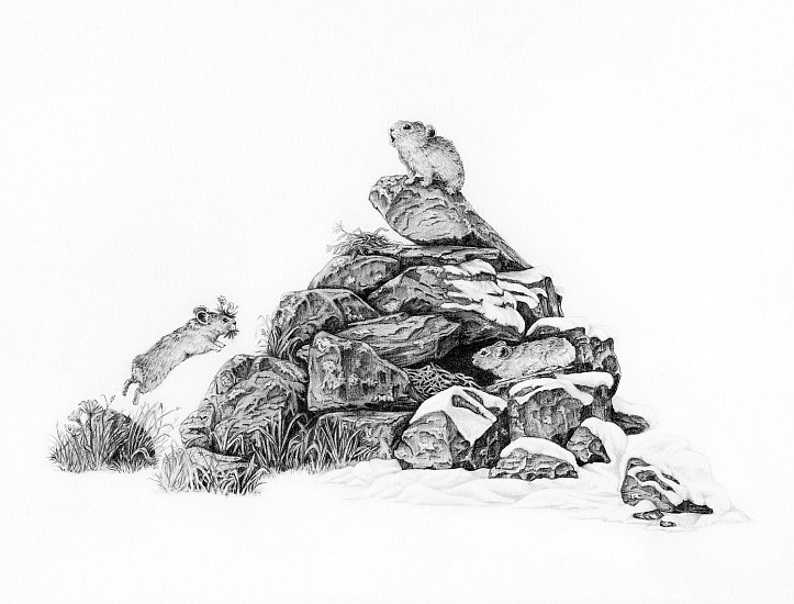 Brittany Finch, Pika Haying
2025, graphite on paper