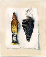 FINC 0082 Waxwing Tompe l'oeil copy